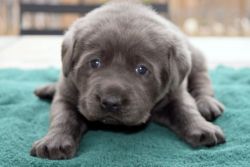 AKC Charcoal & Silver Labrador Retriever Puppies