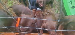 AKC registered labs for sale