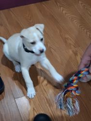 Puppy needs a loving home