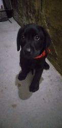 Black lab puppy for sale