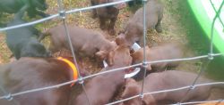 Akc registered chocolate and black labs for sale