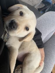 labrador puppies for sale