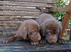 Chocolate Labrador Puppies For Sale