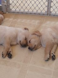 Golden Lab puppies