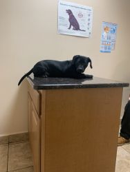 Black lab mix with pit for sale