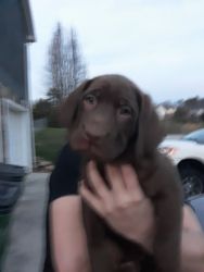 Lab Puppies For Sale