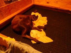 AKC Chocolate Labrador Retriever puppies Male&Female