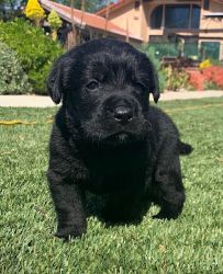 Adorable Black Lab Pup Billy