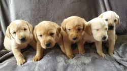 AKC Labrador Puppies - British Import Sire