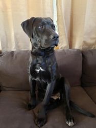 Labrador retriever/ American Bulldog mix For Sale