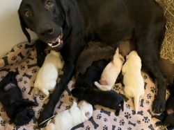 AKC Labrador Retrievers Puppies