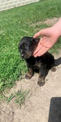 lab/rottweiler 7 week old male puppies for sale