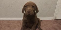 BLACK AND CHOCOLATE LABS $500