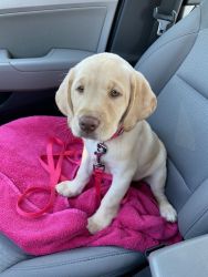 Two yellow lab puppies for sale w/ supplies