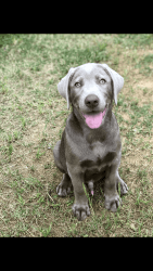 Silver lab 3 months to loving home