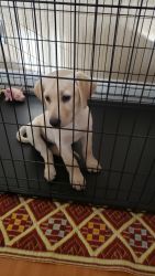 10 week pure breed Labrador retriever for sale