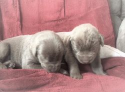 AKC Silver Labrador Retriever Pups