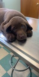 3 month chocolate lab puppy and puppy supplies included