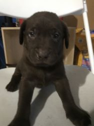 Chocolate boy Labrador