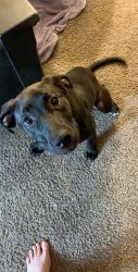 6 month old puppy female lab/boxer mix