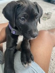 Labrabull 8 week old pup ready for her fur ever home