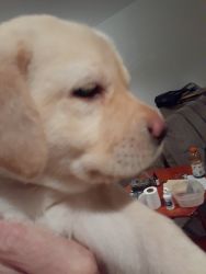 Enlish yellow lab for sale female