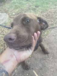 Playful, Energetic and Loving Lab