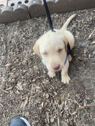 Puppy Labrador 9 weeks for sale