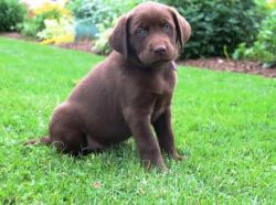Chocolate Labrador puppies.