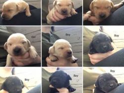 Registered Black And Yellow Labrador Puppies