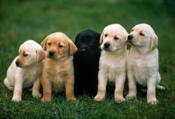 Black And Yellow Labrador Puppies For Sale