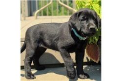 Labrador retriever pup for sale