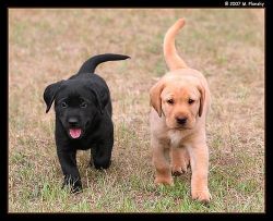 Yellow/white and black lab puppies