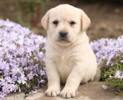 Vibrant smart toy Labrador Retriever puppies for sale