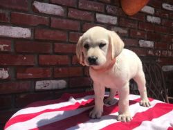 Adorable registered Labrador Retriever pups for sale