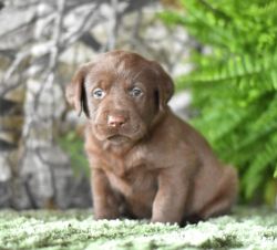 Beautiful Akc Labrador Retriever pups for sale