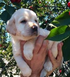 Affectionate Labrador Retriever puppies for sale
