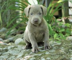 Magnificent Labrador Retriever pups for sale