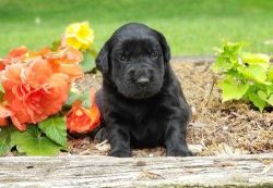 Adventurous Labrador Retriever pups for sale