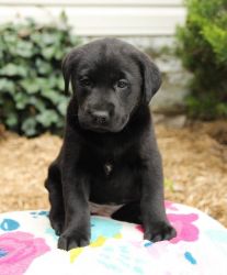Affectionate mini Labrador Retriever pups for sale