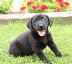 Playful and smart Labrador Retriever puppies for sale