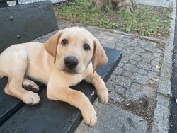 4 month old Well trained Yellow Labrador