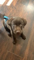Cute chocolate Labrador