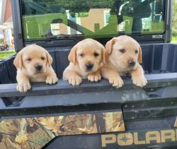 8 week old yellow labrador puppys ready to go home