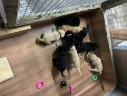 Labrador Puppies Kc Registered