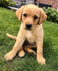 Awesome LAbs for Sale