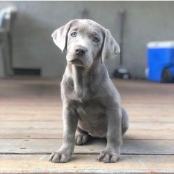 Silver lab puppy for sale