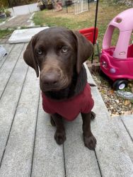 Trained Labrador retriver female for sale