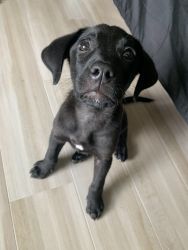 Labrador Retriever/German Shepard mix puppy for sale