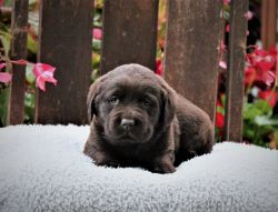 Moose--chocolate lab puppy!